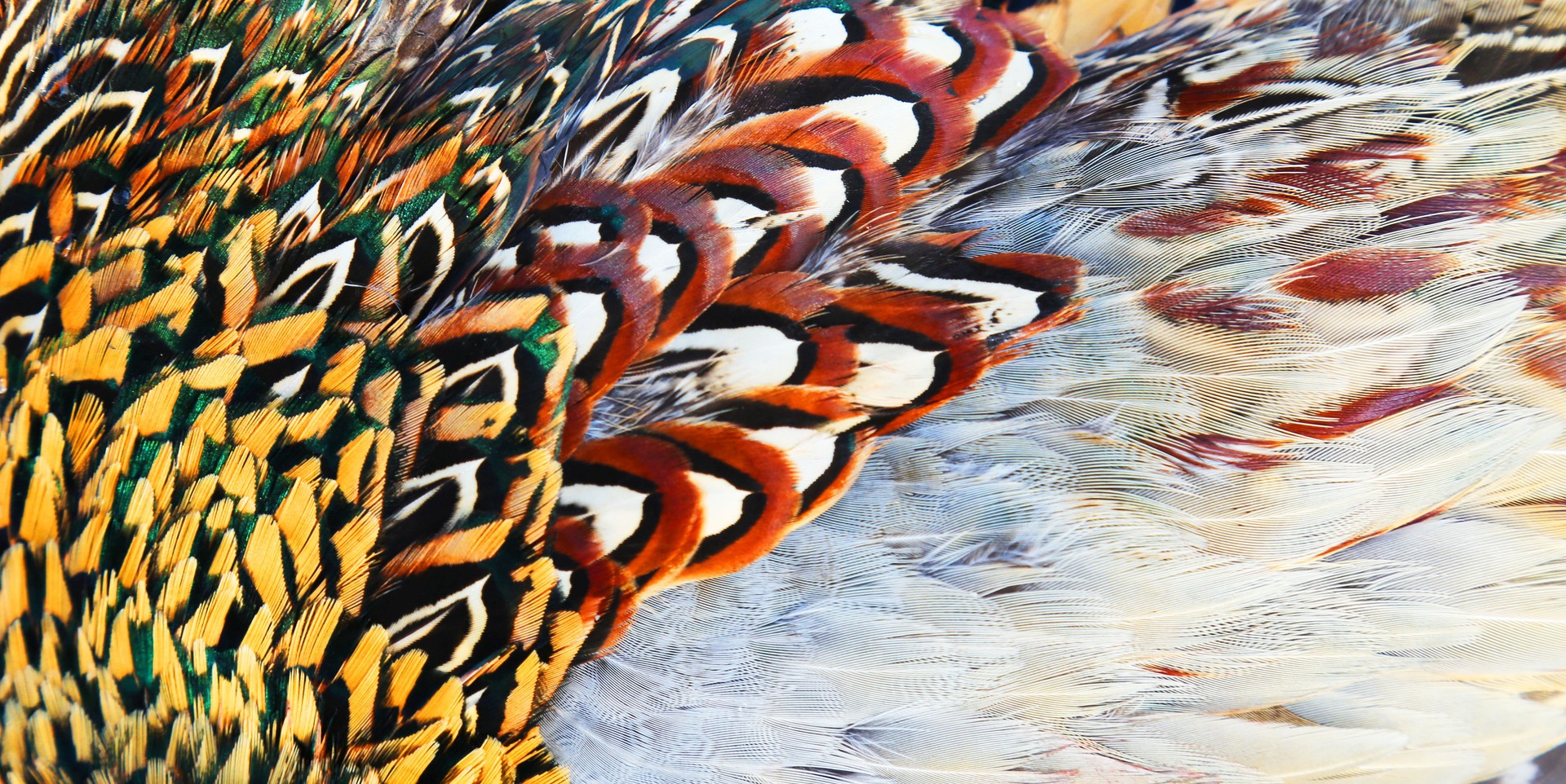 Close-up View of Pheasant Feathers