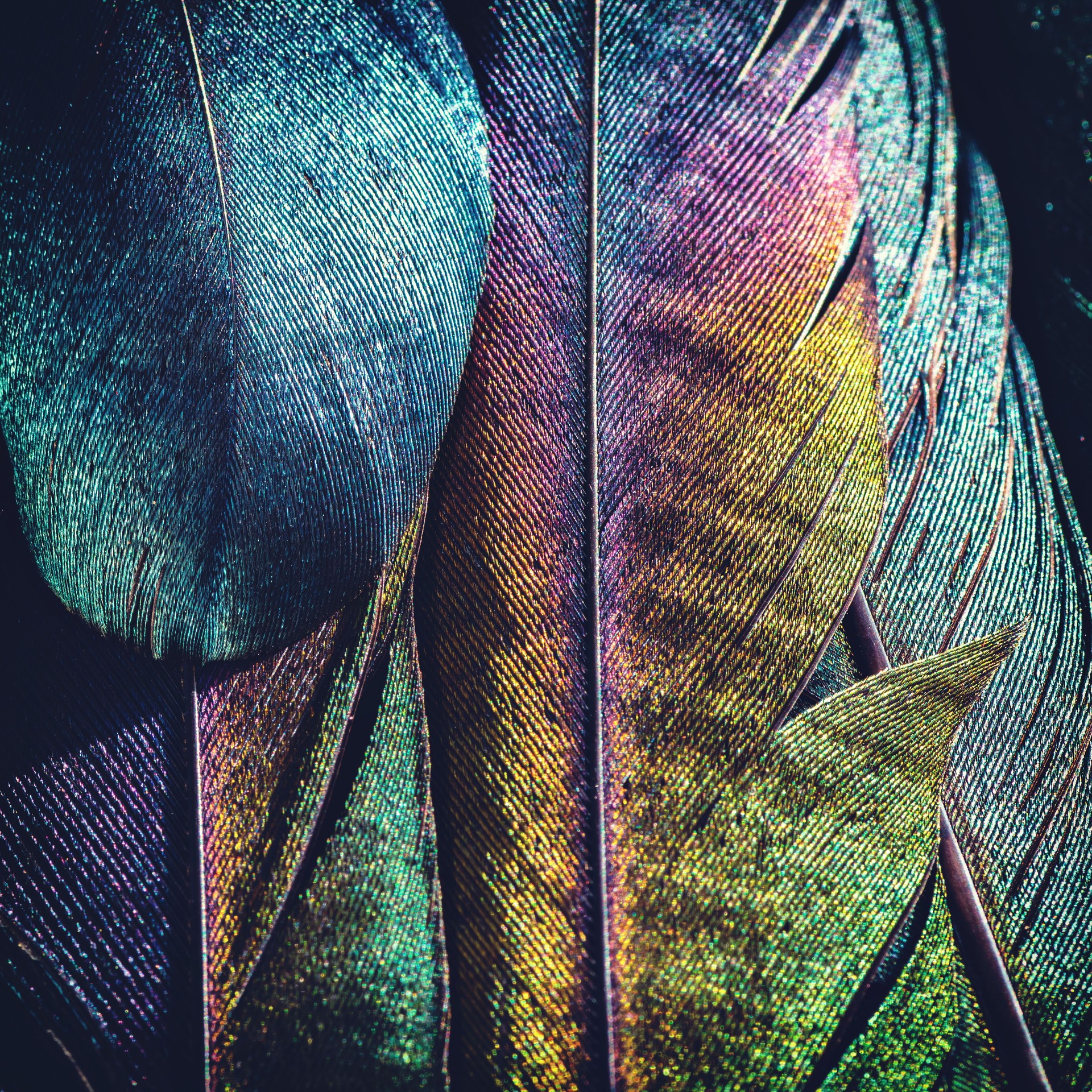 Extreme macro of several beautiful bird feather texture and reflection multi colors light